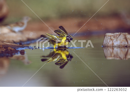 Southern Masked Weaver in Greater Kruger National park, South Africa 122263032