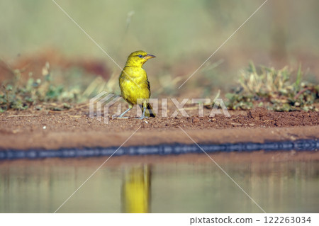 Spectacled Weaver in Greater Kruger National park, South Africa Spectacled Weaver in Greater Kruger National park, South Africa 122263034