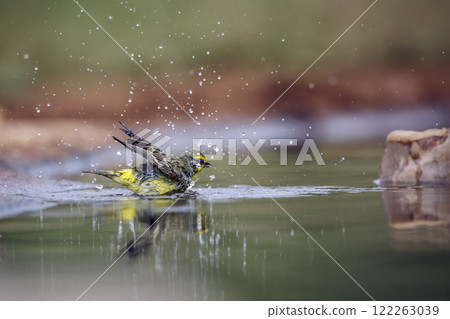 Yellow fronted Canary in Greater Kruger National park, South Africa Yellow fronted Canary in Greater Kruger National park, South Africa 122263039