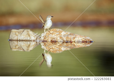 Black chested Prinia in Greater Kruger National park, South Africa 122263081