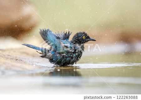 iCape Glossy Starling n Greater Kruger National park, South Africa iCape Glossy Starling n Greater Kruger National park, South Africa 122263088