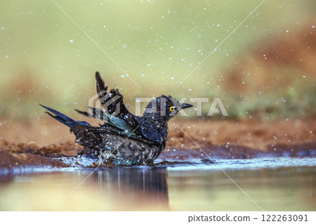 Cape Glossy Starling in Greater Kruger National park, South Africa 122263091