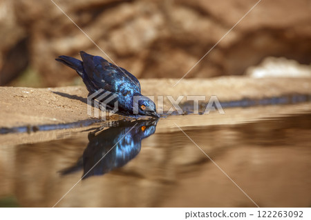Cape Glossy Starling in Greater Kruger National park, South Africa Cape Glossy Starling in Greater Kruger National park, South Africa 122263092
