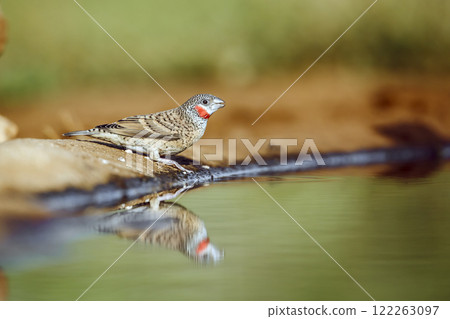 Cut throat finch in Greater Kruger National park, South Africa 122263097
