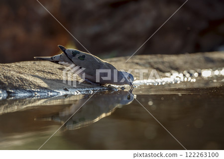 Emerald spotted Wood-Dove in Greater Kruger National park, South Africa 122263100