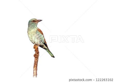 European Roller in Greater Kruger National park, South Africa 122263102