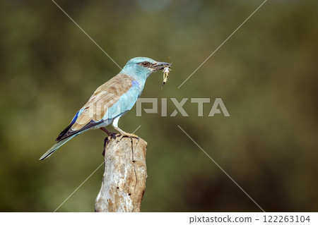 European Roller in Greater Kruger National park, South Africa European Roller in Greater Kruger National park, South Africa 122263104