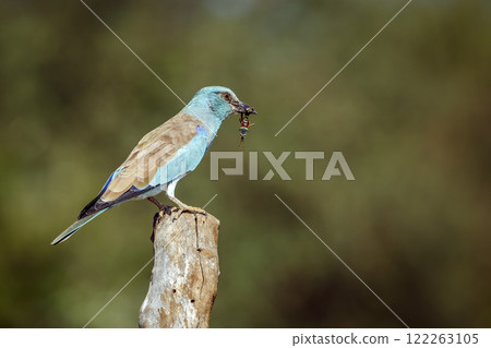 European Roller in Greater Kruger National park, South Africa European Roller in Greater Kruger National park, South Africa 122263105