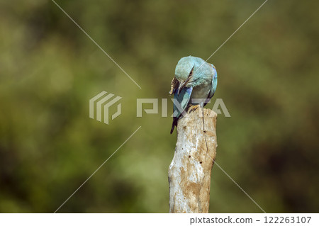 European Roller in Greater Kruger National park, South Africa European Roller in Greater Kruger National park, South Africa 122263107