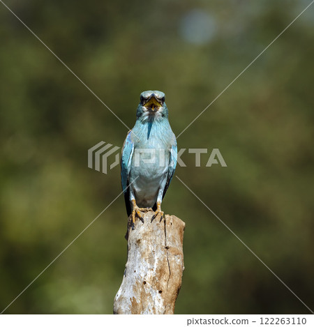 European Roller in Greater Kruger National park, South Africa 122263110