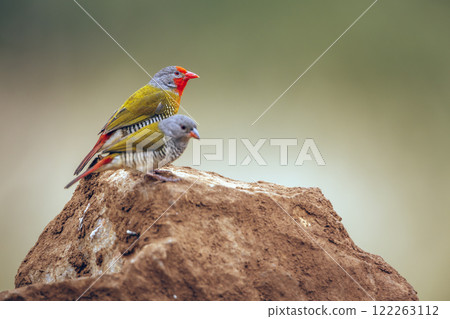 Green winged Pytilia in Greater Kruger National park, South Africa 122263112