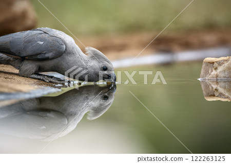 Grey go away bird in Greater Kruger National park, South Africa 122263125
