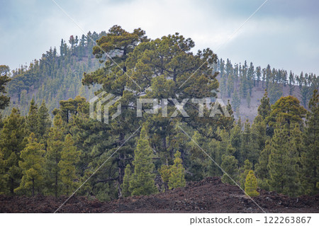 coniferous forest in the volcanic mountains on the island of Tenerife 122263867