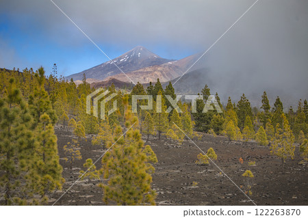 volcano Teide on Tenerife island forest and fog. Canary 122263870