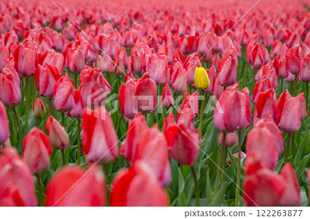 lonely yellow flower in a field of red tulips. lonely yellow flower in a field of red tulips. 122263877