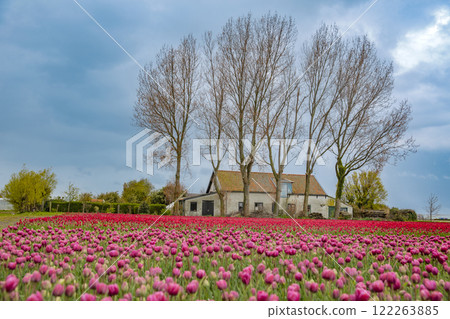 farmhouse in a field of red tulips. 122263885