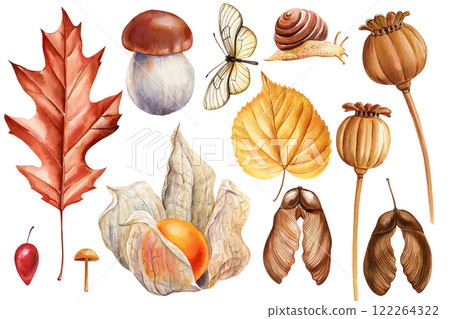 Autumn mushroom, butterfly, dry leaves. Forest clipart, poppy seed, red berries, snail. Set autumn elements for design 122264322