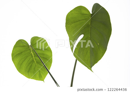 Monstera leaves 122264436