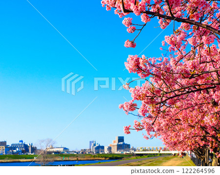 從千葉市江戶川櫻花岸看春天的藍天 122264596