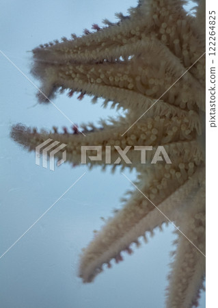 Asterina sea star is common star in home coral reef aquarium tanks Asterina sea star is common star in home coral reef aquarium tanks 122264825