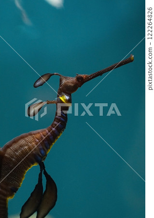 The common seahorse in marine aquarium. Hippocampus kuda 122264826