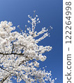 櫻花盛開 122264998