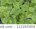 新鮮的綠色季節 122265004