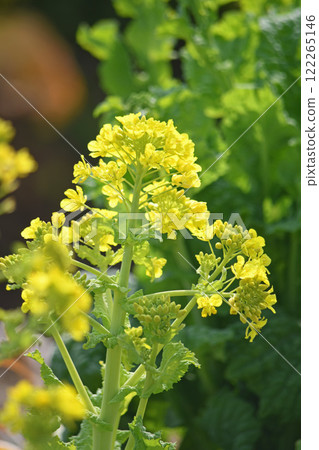 強姦開花 122265146