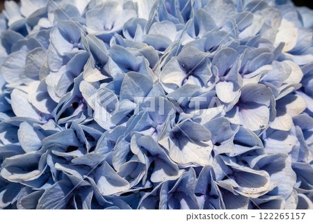 Detail of Hydrangea in the sunlight, Portugal Detail of Hydrangea in the sunlight, Portugal 122265157