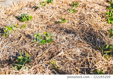 家庭花園裡的沙耶豌豆:如何度過冬天 家庭花園裡的沙耶豌豆:如何度過冬天 122265209