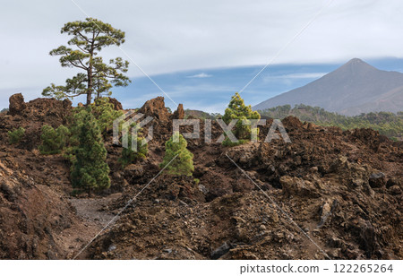 Rugged volcanic landscape with scattered pine trees, jagged lava formations Rugged volcanic landscape with scattered pine trees, jagged lava formations 122265264
