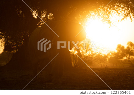 African elephant stands in trees at dawn African elephant stands in trees at dawn 122265401