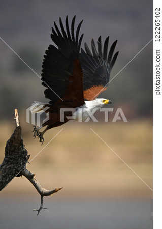 African fish eagle takes off from stump 122265402