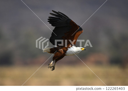 African fish eagle takes off on riverbank African fish eagle takes off on riverbank 122265403