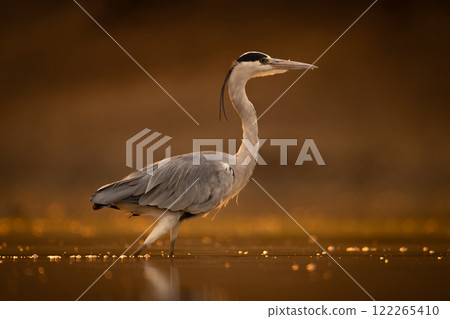 Grey heron stands in profile at sunset 122265410