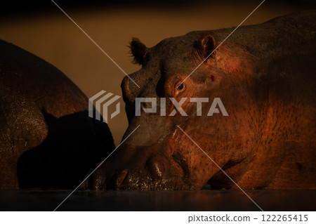 Hippo stands wallowing in pond at sunrise 122265415