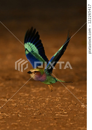 Lilac-breasted roller flies over earth lifting wings Lilac-breasted roller flies over earth lifting wings 122265417