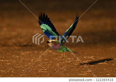 Lilac-breasted roller flies over earth raising wings Lilac-breasted roller flies over earth raising wings 122265418