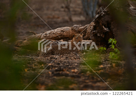 Male leopard lies beside log watching camera 122265421