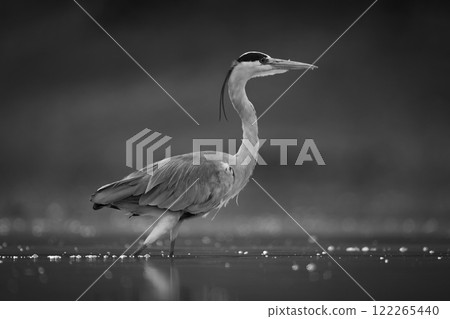 Mono grey heron in profile at sunset Mono grey heron in profile at sunset 122265440