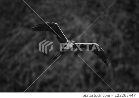 Mono grey heron flies past golden trees 122265447