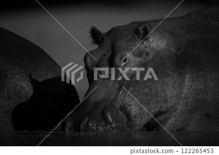 Mono hippo wallowing in pond at sunrise Mono hippo wallowing in pond at sunrise 122265453
