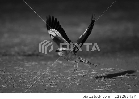 Mono lilac-breasted roller crosses earth raising wings Mono lilac-breasted roller crosses earth raising wings 122265457