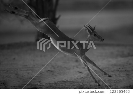 Mono male impala kicks legs while galloping 122265463