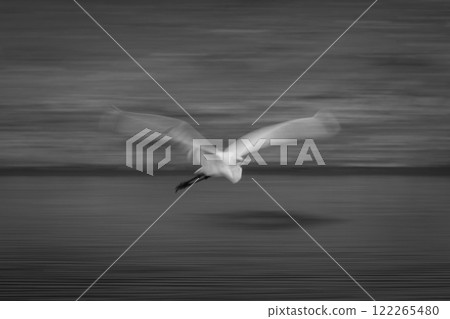 Mono slow pan of egret following pools 122265480