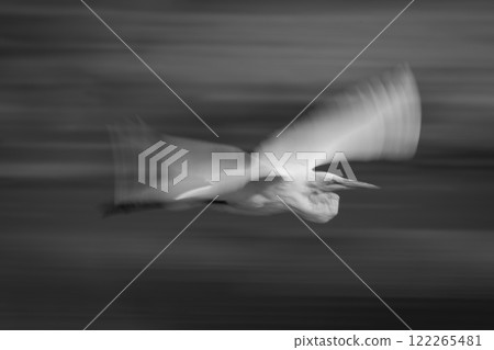 Mono slow pan of egret following river 122265481