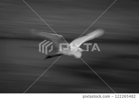 Mono slow pan of egret following riverbank Mono slow pan of egret following riverbank 122265482