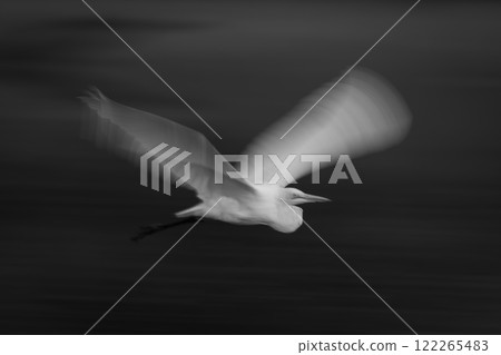 Mono slow pan of egret following stream Mono slow pan of egret following stream 122265483