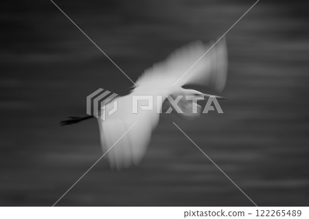 Mono slow pan of egret passing riverbank Mono slow pan of egret passing riverbank 122265489