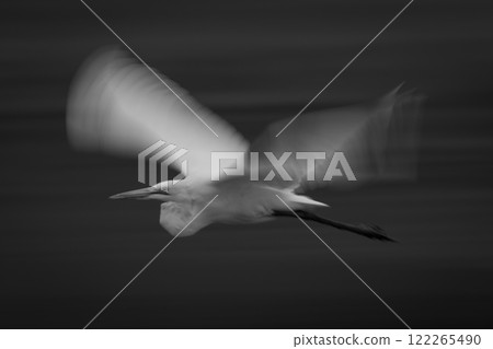 Mono slow pan of egret passing trees Mono slow pan of egret passing trees 122265490